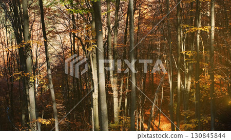 Leaves are falling in bright autumn forest Leaves are falling in bright autumn forest 130845844