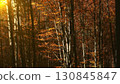 Leaves are falling in bright autumn forest 130845847