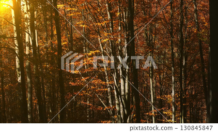 Leaves are falling in bright autumn forest Leaves are falling in bright autumn forest 130845847
