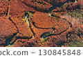 Aerial top view of curved road trough autumn forest 130845848