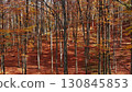 Leaves are falling in bright autumn forest 130845853