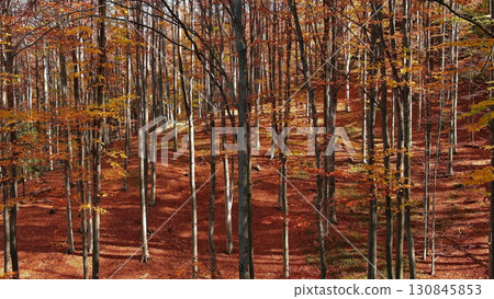 Leaves are falling in bright autumn forest 130845853