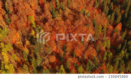 Aerial of autumn forest in Carpathian mountains Aerial of autumn forest in Carpathian mountains 130845860