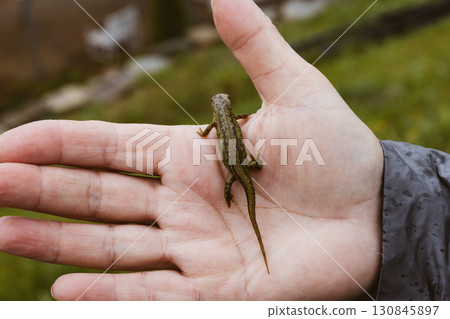 A small, vibrant newt rests on an open human hand, showcasing the beauty of nature's creatures in an outdoor setting. People and wild animals. 130845897