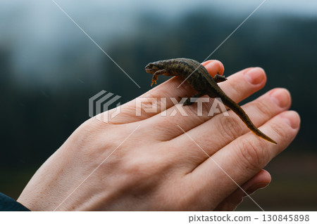 A small lizard rests gently on a human hand, captured outdoors with a blurred blue background. The detail highlights the creature's textured skin. A small lizard rests gently on a human hand, captured outdoors with a blurred blue background. The detail highlights the creature's textured skin. 130845898