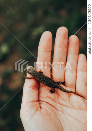 A small lizard rests gently on a human hand, captured outdoors with a blurred blue background. The detail highlights the creature's textured skin. 130845900