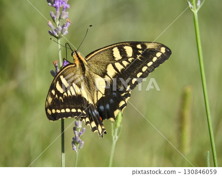 A swallowtail butterfly sucking nectar from lavender 130846059