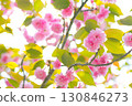 燈光照耀下盛開的重瓣櫻花 130846273