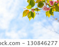 盛開的重瓣櫻花直衝藍天 130846277