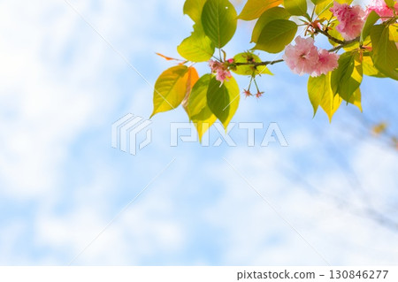Double cherry blossoms stretching into the blue sky Double cherry blossoms stretching into the blue sky 130846277
