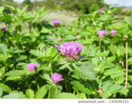 鳳梨桑格利亞汽酒是菊科多年生植物,原產於巴西。 鳳梨桑格利亞汽酒是菊科多年生植物,原產於巴西。 130846281