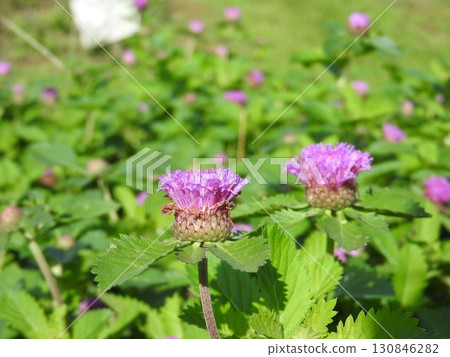 鳳梨桑格利亞汽酒是菊科多年生植物，原產於巴西。 130846282