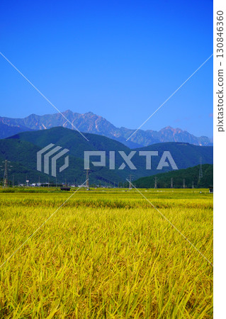 Autumn rice field and North Alps Autumn rice field and North Alps 130846360