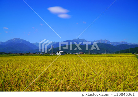 Autumn rice field and North Alps Autumn rice field and North Alps 130846361