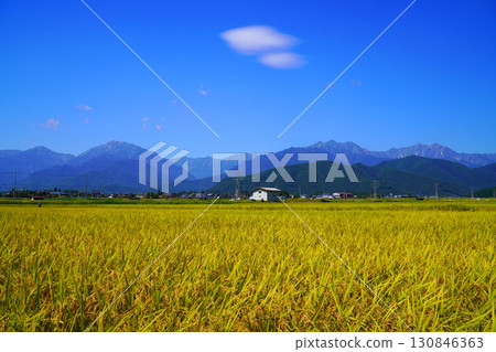 Autumn rice field and North Alps Autumn rice field and North Alps 130846363