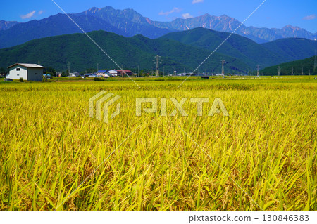 Autumn rice field and North Alps 130846383