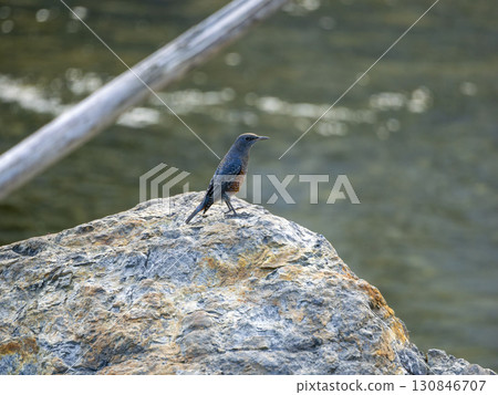 A male Blue Rock Thrush standing on a river rock 130846707