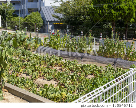 Scenery of a vegetable field withered by the intense heat 130846711