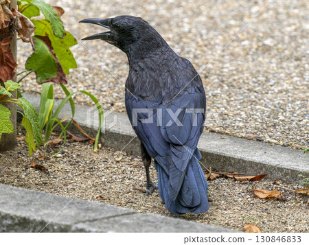 A carrion crow in the park with its beak open 130846833