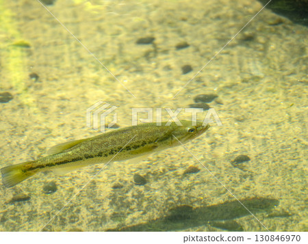 Black bass swimming in the park's stream 130846970
