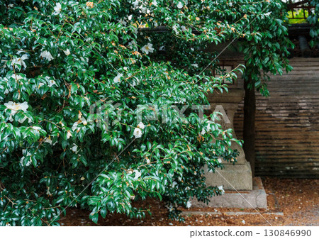 Iwashimizu Hachiman Shrine: Camellias and Nobunaga Wall Iwashimizu Hachiman Shrine: Camellias and Nobunaga Wall 130846990