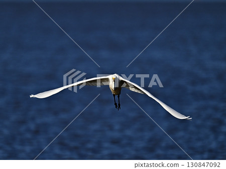 Great Egret feeding on the beach 130847092