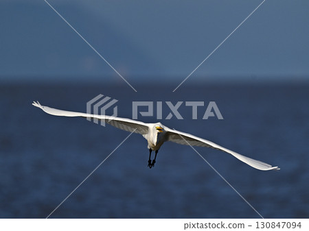 Great Egret feeding on the beach 130847094
