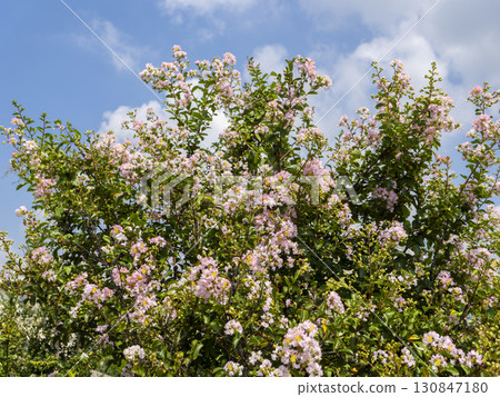 粉紅色紫薇與藍天風景 130847180
