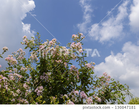 粉紅色紫薇與藍天風景 130847181