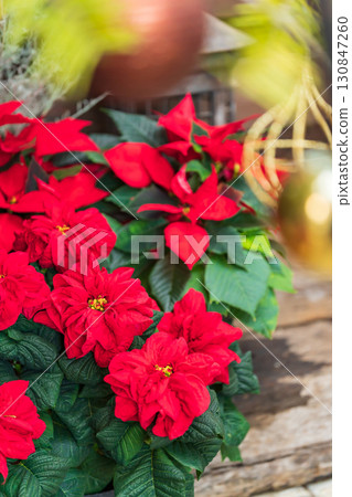 poinsettia christmas image poinsettia christmas image 130847260