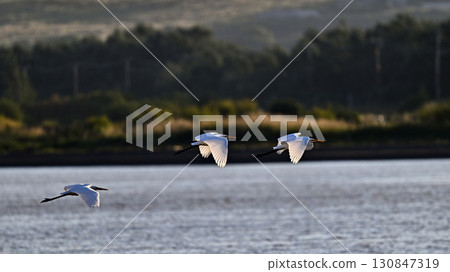 Great Egret feeding on the beach Great Egret feeding on the beach 130847319