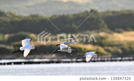 Great Egret feeding on the beach 130847320