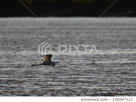 Great Egret feeding on the beach 130847323