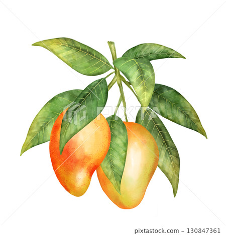 Hand-drawn illustration featuring two ripe mango fruits on a branch with green leaves. Perfect for tropical themes or healthy food designs Hand-drawn illustration featuring two ripe mango fruits on a branch with green leaves. Perfect for tropical themes or healthy food designs 130847361