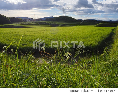 Rice early harvest 130847367