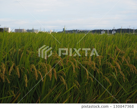 Rice early harvest 130847368