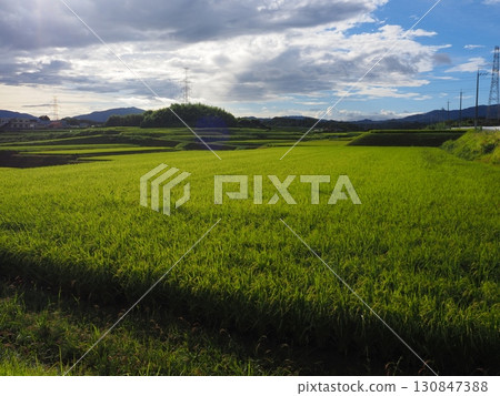 大米早收 130847388