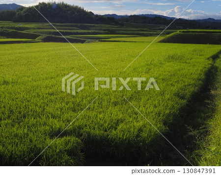 Rice early harvest 130847391