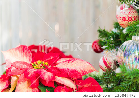 poinsettia christmas image 130847472