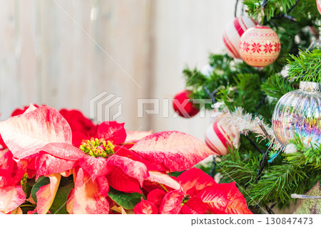 poinsettia christmas image poinsettia christmas image 130847473