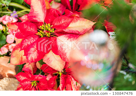 一品紅聖誕形象 130847476