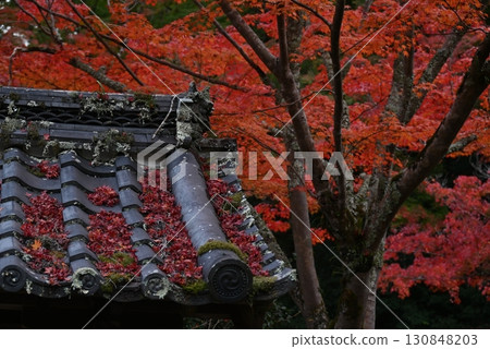 十一月：大阪河內長野延命寺的瓦片和秋葉 130848203