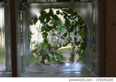 透過嵌入式玻璃牆可以看到藤蔓 130848206