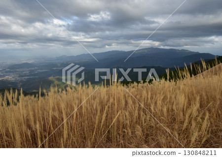 Japanese pampas grass on the hiking trail of Mount Iwawaki in Osaka in November Japanese pampas grass on the hiking trail of Mount Iwawaki in Osaka in November 130848211