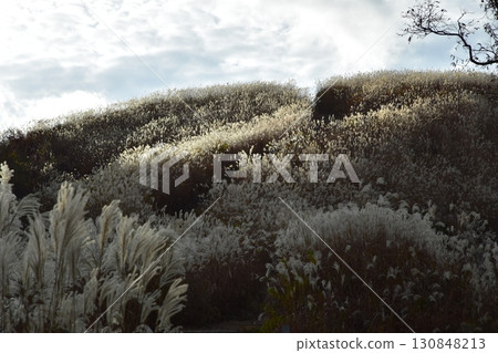 Japanese pampas grass on the hiking trail of Mount Iwawaki in Osaka in November 130848213