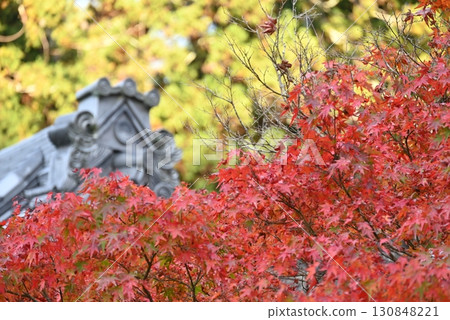十一月:大阪河內長野延命寺的瓦片和秋葉 十一月:大阪河內長野延命寺的瓦片和秋葉 130848221