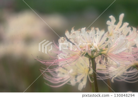 白色蜘蛛百合盛開的風景 130848294