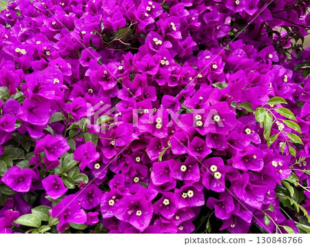 滿牆盛開的紫色三角梅 滿牆盛開的紫色三角梅 130848766