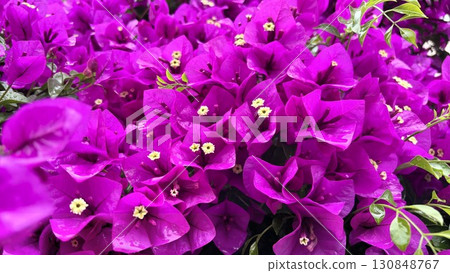 充滿活力的紫色九重葛花 130848767