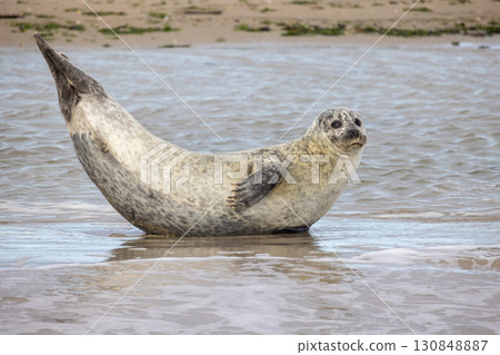 Eierland, De Cocksdorp, Texel, The Netherlands, Oktober 28th, 2024, Grey Seal on the Shoreline A 130848887